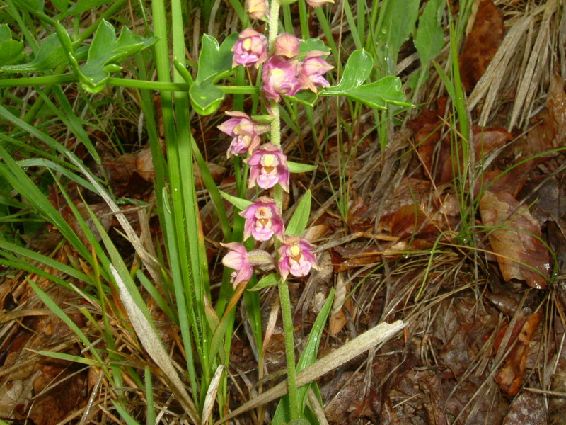 Epipactis